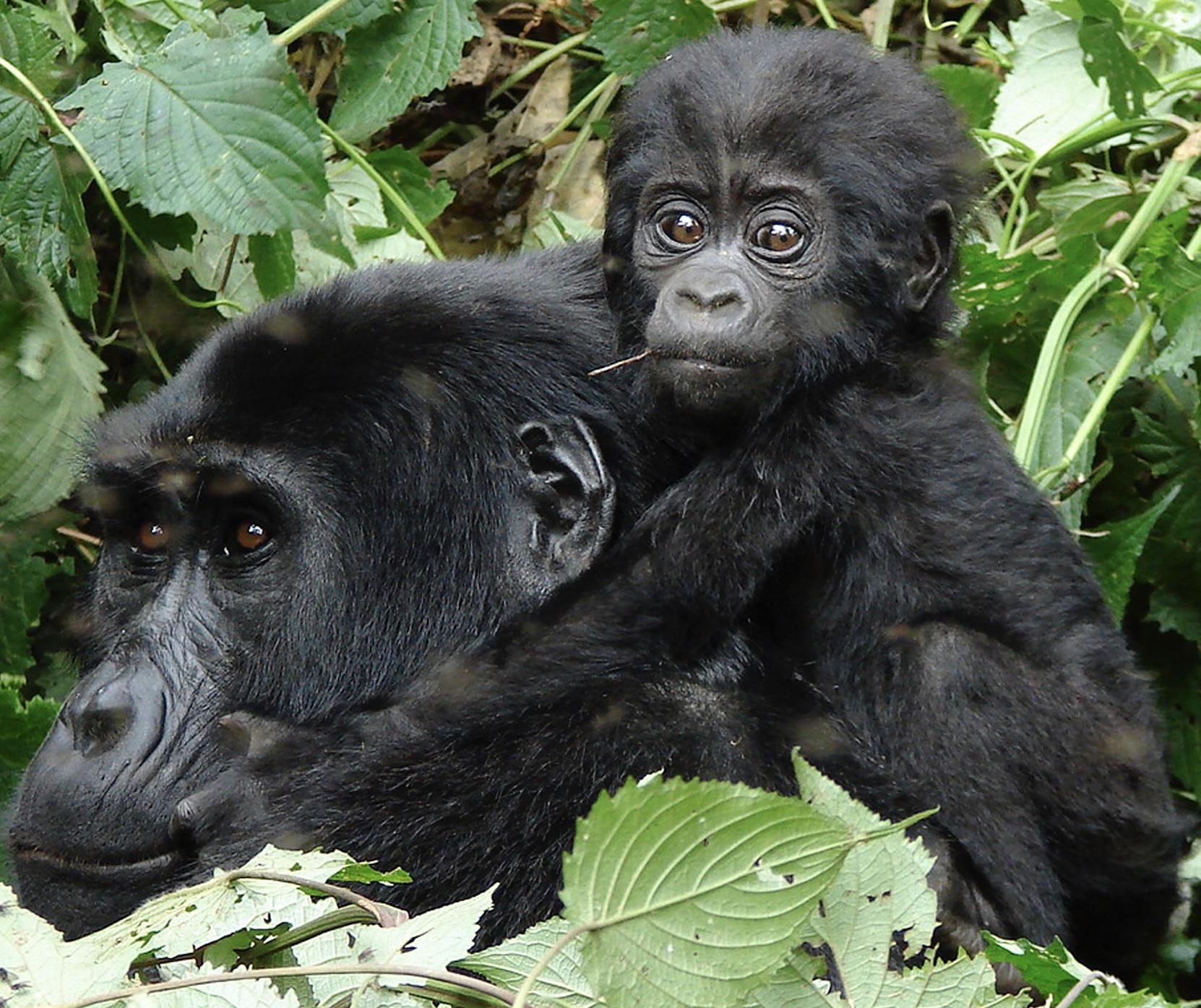 Mother and young mountain gorilla in Rwanda